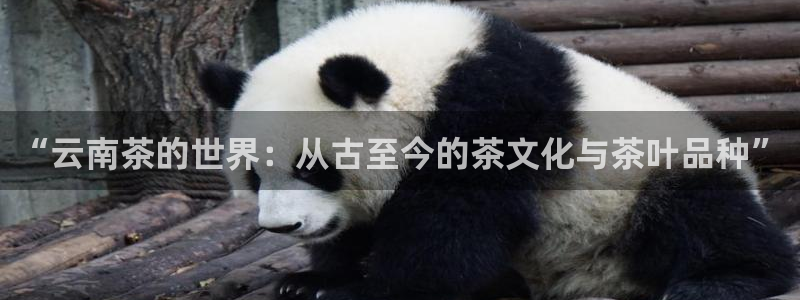 摩登7平台382223