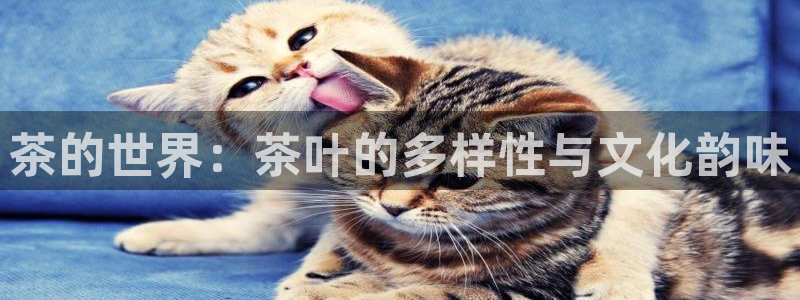 摩登精品7