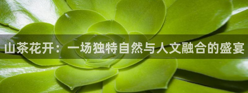 摩登招商丨金手指科捷7